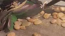 #宠物 #热门#鳄鱼 这只虫子感觉还不够它塞牙缝的