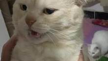 猫:就知道告状，你给我等着#猫咪 #妈宝喵 #宠物 #萌宠