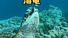 我要像你这么悠闲就好了！#海洋生物 #海底世界 
