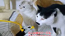 主人给猫咪们买了一只鸟，所有猫咪对它除了惧怕就是不屑
