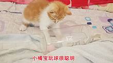 捡来的小橘猫想把球放进桶里，失败数次不气馁，不得不说真聪明