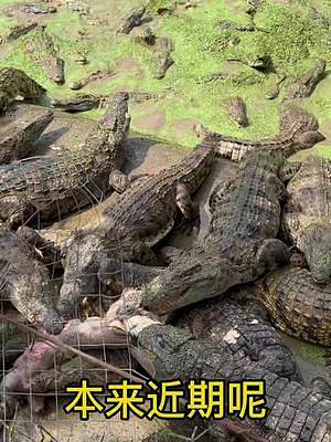 看到这群鳄货吃东西，明白了啥叫三口一头猪#海南