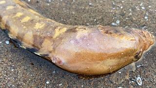 小斗赶海遇到怀孕的海鲶鱼，本想放掉一看不对，赶紧带回去红烧
