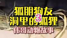 俄罗斯一家院中惊现狐狸，狐死首丘的后续—狐朋狗友？#万物皆有灵性 #萌宠 #善待动物关爱生命