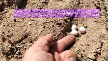 拉砂无意挖出奇怪的蛋，孵出来竟是这种小生物！