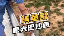 鳄鱼哥喂大巴沙鱼#鳄珍喂大吧#儿童鲨