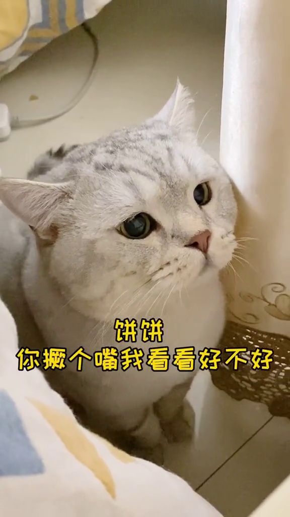 你这嘴撅得,谁家小猫咪撅嘴这样?