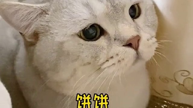 你这嘴撅得,谁家小猫咪撅嘴这样?