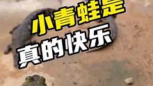 小青蛙是真的快乐#鳄珍