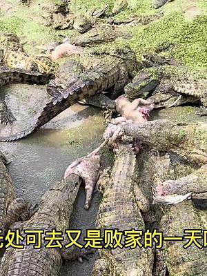 希望赶紧解除，每天一堆费用，养不起养不起啊#海南 #海南疫情 #鳄鱼养殖场 #鳄鱼生鲜