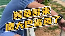 鳄鱼哥来喂大巴鲨鱼了#鳄珍 