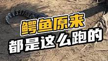 鳄鱼原来都是这么跑的#鳄珍 