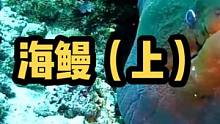 海鳗介绍（上）#海洋生物 #海水缸 #海水观赏鱼 #海底世界 
