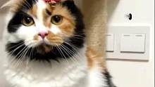 #猫咪 ：哥哥！哥哥看我！哈！哥哥！#萌宠 #娱乐评论大赏 