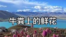 人们经常说鲜花插在牛粪上 给你们看看真正牛粪上的鲜花#西藏 #旅行