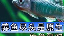 养鱼的尽头是不是原生我不知道，但是原生真的很好打理。不过我依然建议人生的第一个鱼缸不要玩原生，因为，