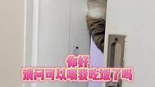 想要一只打扰你上wc的小猫咪吗？#矮脚猫 #记录猫咪日常 #抖in萌宠计划 #我的毛孩子能治愈一切不