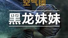 粉丝又把我的鱼吃掉了。 #观赏鱼 #水族 #养鱼日记 #奇异动物召集令