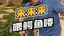 来来来喂鳄鱼喽#鳄珍 