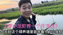 稻田精养二季虾，小龙虾养一个月有多大？看完别吃惊