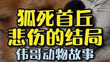 俄罗斯一院中出现一只狐狸，狐死首丘令人猝不及防的大结局？#万物皆有灵性 #萌宠 #善待动物关爱生命