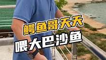 鳄鱼哥天天喂大巴沙鱼#鳄珍