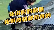 还说假的鳄鱼，皮带皮鞋都是真家伙#鳄珍