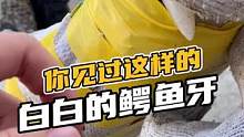 你见过这样白白的鳄鱼牙吗？#鳄珍
