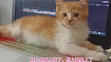 捡来的小橘猫为了多跟主人相处，睡在键盘上不走了，把主人愁坏了