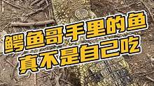 鳄鱼哥手里的鱼真不是自己吃#鳄珍 