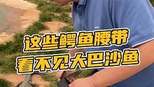 这些鳄鱼腰带看不见大巴沙鱼#鳄珍