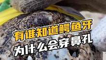 有谁知道鳄鱼牙为什么会穿鼻孔#鳄珍