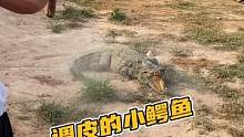 调皮的小鳄鱼被揍了#鳄珍 
