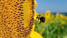蜜蜂和向日葵 
#探纪自然 #探纪自然 #金色麦田 #一花一草一世界