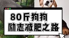 小姐姐遇到了一只因太胖而被抛弃的狗狗，决定把它领养回家并帮助它减肥。两年后，狗狗已经从80斤瘦到了2