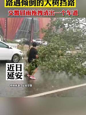 近日延安，交警下班途中，路遇倾倒的大树挡路，冒雨拖拽清出一个车道！@抖音小助手 @DOU+小助手