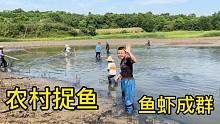 湖北鱼米之乡，大坝水抽干了到处是鱼，西娃子父子抓了很多鲶鱼