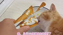 捡来的小橘猫再次吃猫饭，依然狼吞虎咽！放心，只要在这天天吃肉