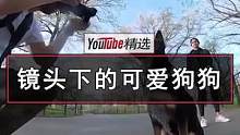 欣赏下街拍摄影师The Dogist的作品，不过，他的模特不是帅哥美女，而是狗狗们#狗 #摄影 #宠