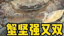 蟹坚强又双叒叕把母蟹吃了 #蟹坚强 #frank的私人水族馆