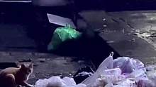 流浪猫的食物往往都是垃圾堆里淘来的，而且都是半夜凌晨出来比较多，怕人#流浪猫