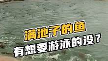 满池子的鱼，有没有想要游泳的#鳄珍