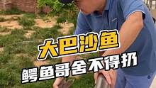 大巴沙鱼鳄鱼哥舍不得扔#鳄珍
