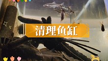 清理鱼缸
