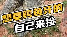 想要鳄鱼牙的自己来捡#鳄珍 