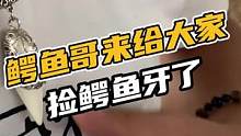 鳄鱼哥来给大家捡鳄鱼牙了#鳄珍 