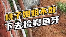 桃子姐姐不敢下去捡鳄鱼牙#鳄珍