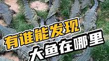 有谁能发现大鱼在哪里#鳄珍 