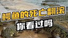 鳄鱼的死亡翻滚你见过吗#鳄珍 