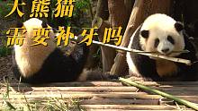 大熊猫需要补牙吗？